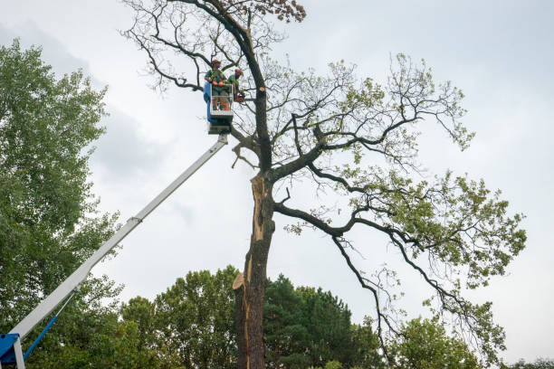 Bethany, WV Tree Services Company