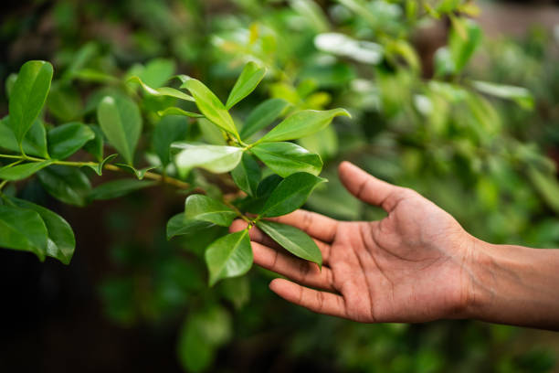 Tree and Shrub Care in Bethany, WV
