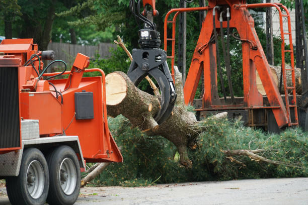 How Our Tree Care Process Works  in  Bethany, WV