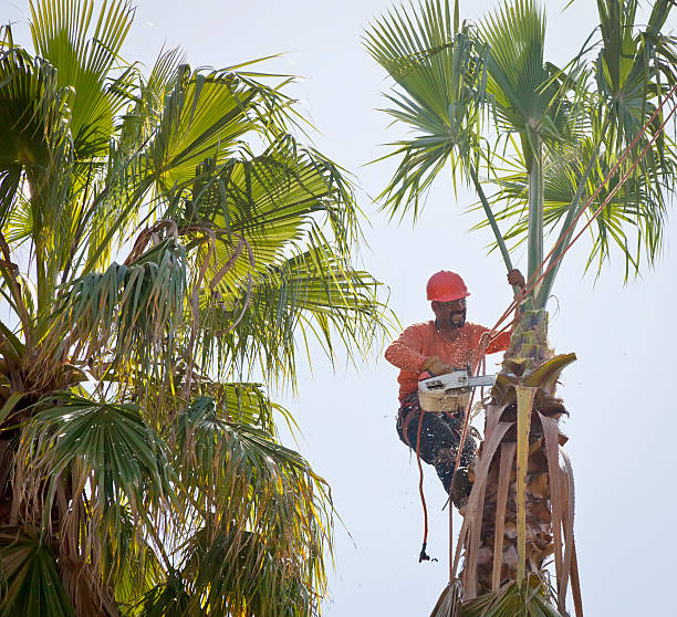  Bethany, WV Tree Services Pros
