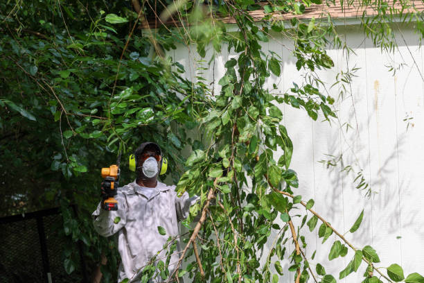 Best Arborist Consultation Services  in Bethany, WV