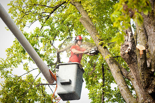 Best Storm Damage Tree Cleanup  in Bethany, WV